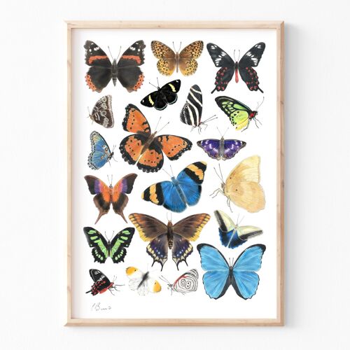 Butterflies - A5 illustration print