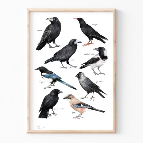 Crows - A3 illustration print