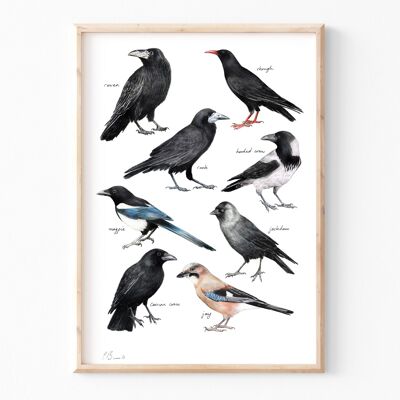 Crows - A4 illustration print