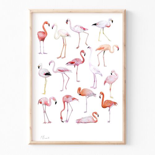 Flamingos - A3 illustration print