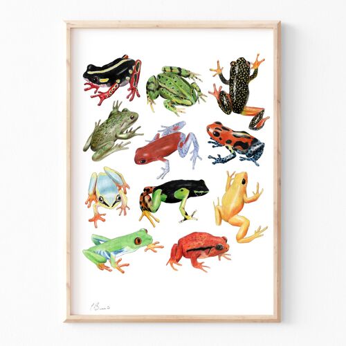 Frogs - A3 illustration print