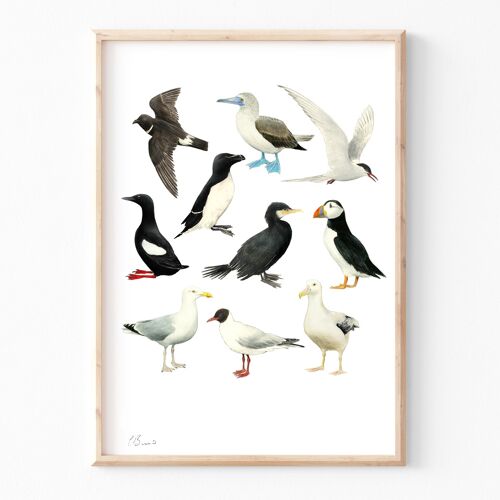 Seabirds - A3 illustration print