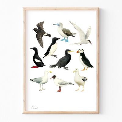 Aves marinas - Impresión de ilustración A3