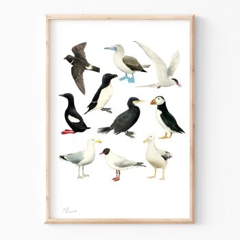 Oiseaux de mer - impression d'illustration A5