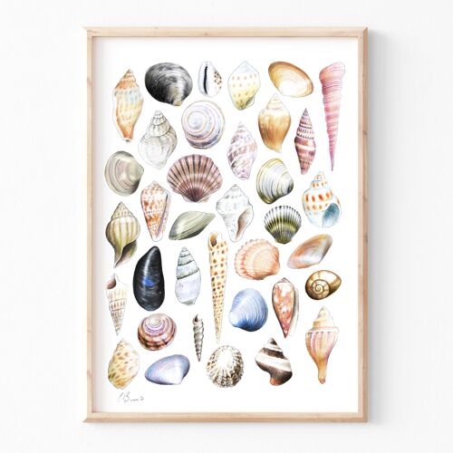 Seashells - A4 illustration print