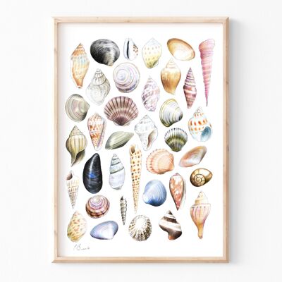 Conchas marinas - Impresión de ilustración A4