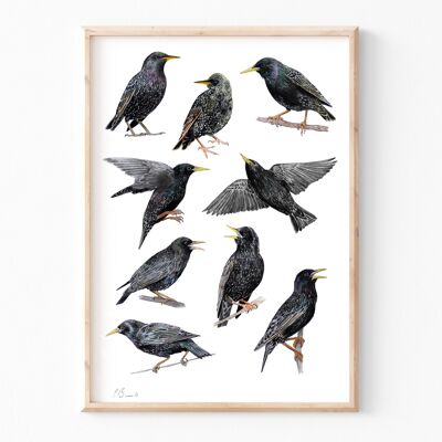 Starlings - A3 illustration print