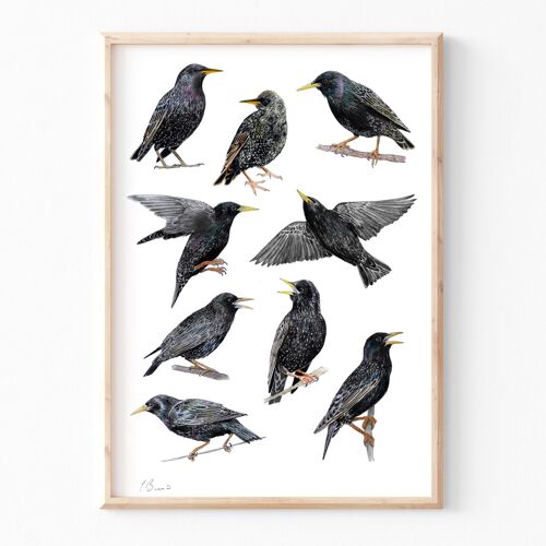 Starlings - A4 illustration print