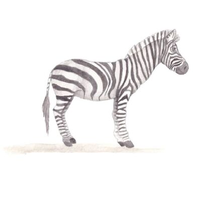 Zebra muursticker | 49x43cm