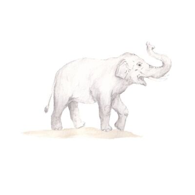 Elephant wall sticker watercolor style | Create a real safari room