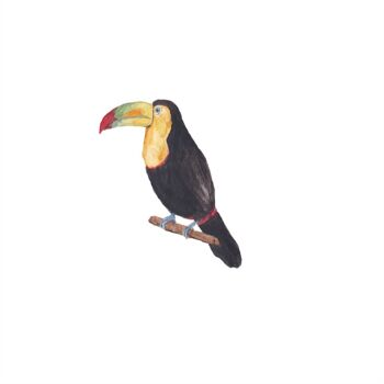 Safari - Sticker mural toucan