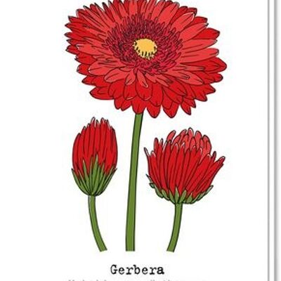 Carte de fleur | Gerbera
