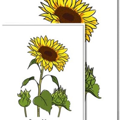 Klein | Sonnenblume