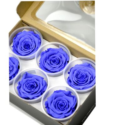 konservierte Rosen Creme Lila | 6er Box (AA Qualität)