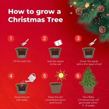 Cultivez votre propre kit de démarrage d'arbre de Noël 4