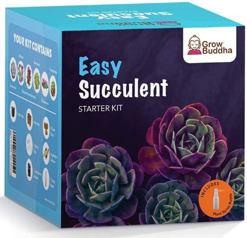 Grow Your Own Succulents Starter Kit