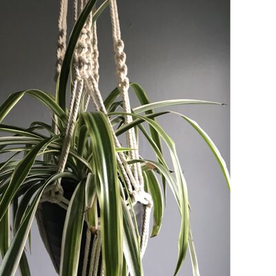 Macrame plant hanger 5