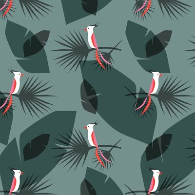 Papel de regalo para cacatúas