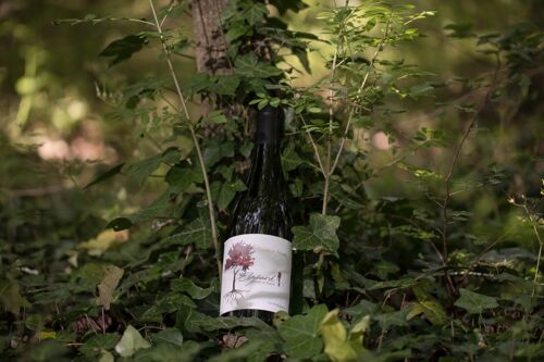 Vin rouge bio cotes du rhone 2018 elzeard