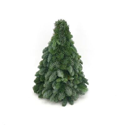 Sapin Nobilis vert 50 cm