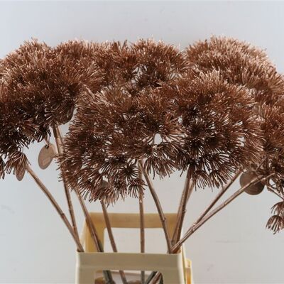 Hogweed - Art - Copper - 75 cm