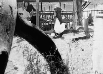 Le Coq Et La Rivière - Geraldine P. Castano, 8 ans - carte postale A6 2