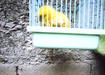 Little Yellow Birdie - Aaliyah Euro M.C., 5 ans - Affiche A3 dans un cadre (noir) 2