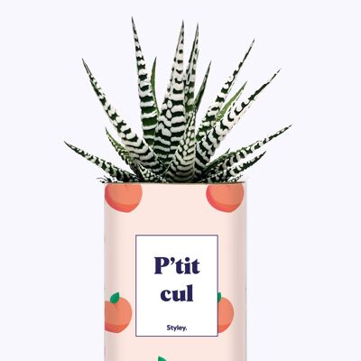 Cactus - P'tit cul