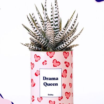 Kaktus - Drama Queen