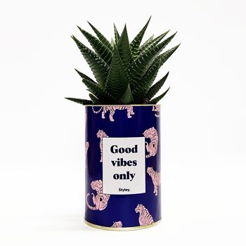 Cactus - Good Vibes 2