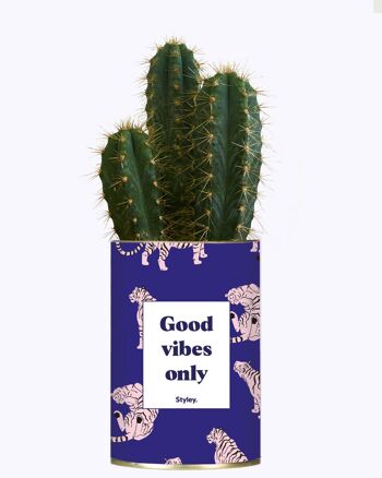 Cactus - Good Vibes 3