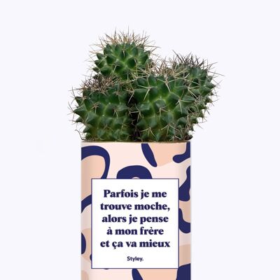 Cactus - Frère moche
