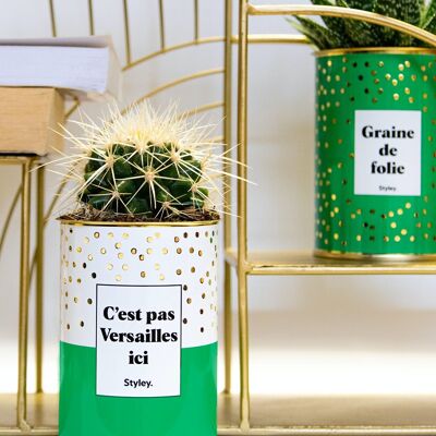 Cactus - It's not Versailles here