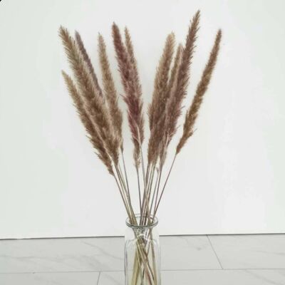 mini pampas grass dried plumes