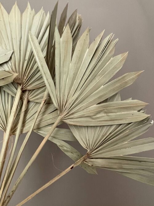natural dried sun palm leaves