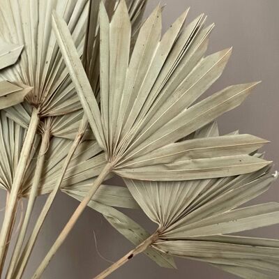 natural dried sun palm leaves