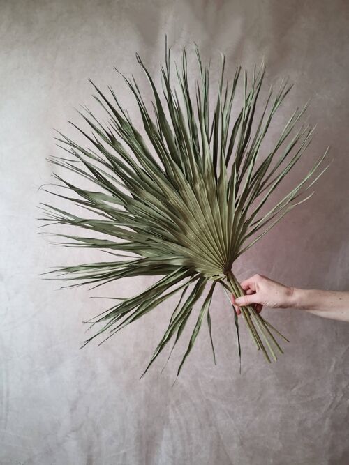 Wholesale 5 extra large natural dried green palm leaves