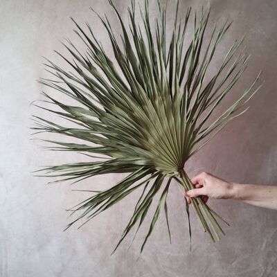 5 foglie di palma verdi essiccate naturali extra large all'ingrosso