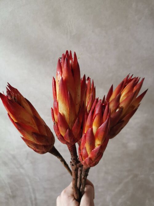 Wholesale A beautiful combination of deep red and yellow protea stems
