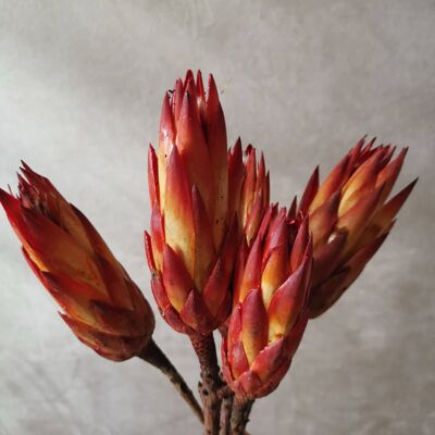 Venta al por mayor Una hermosa combinación de tallos de protea de color rojo oscuro y amarillo.