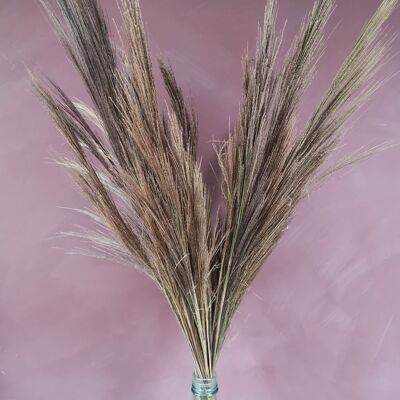 Wholesale Tall dried grass gynerium