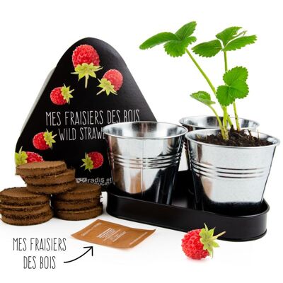 Plateau trio pots zinc fraisier des bois