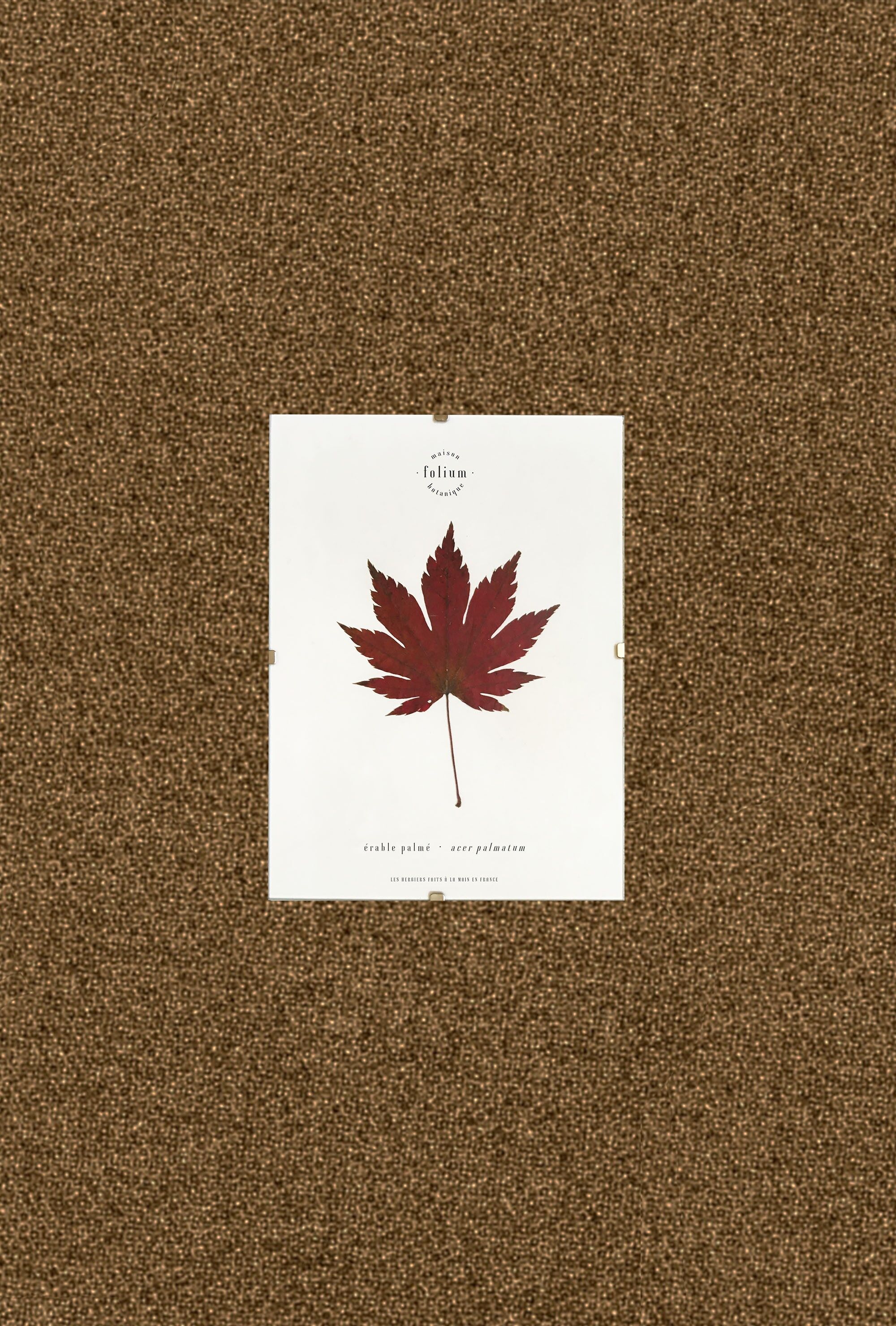 Japanischer Ahorn Herbarium - 13x18cm