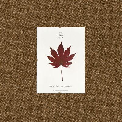 Japanischer Ahorn Herbarium - 13x18cm