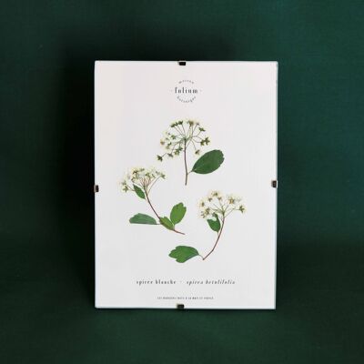 Weißes Spirea Herbarium - 13x18cm