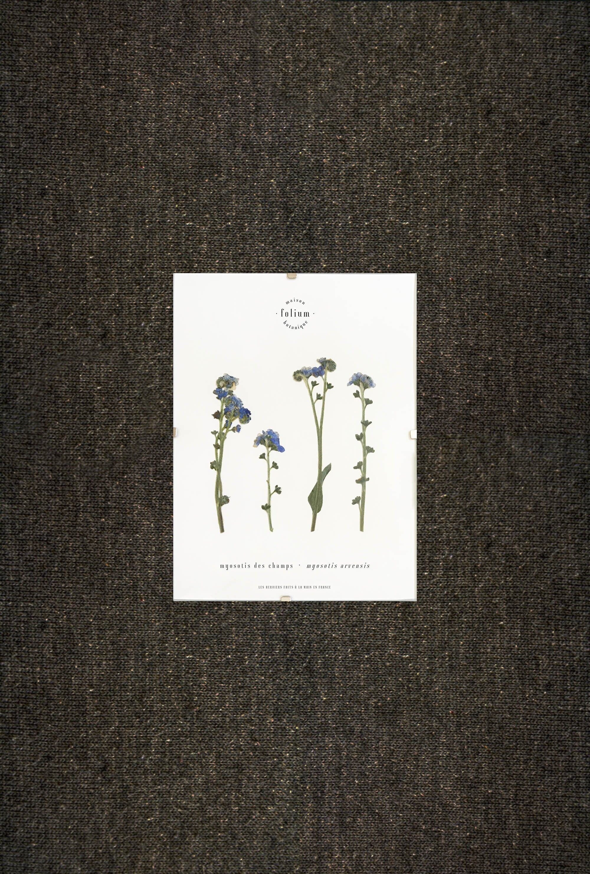 Vergissmeinnicht-Herbarium - 13x18cm