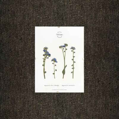 Vergissmeinnicht-Herbarium - 13x18cm