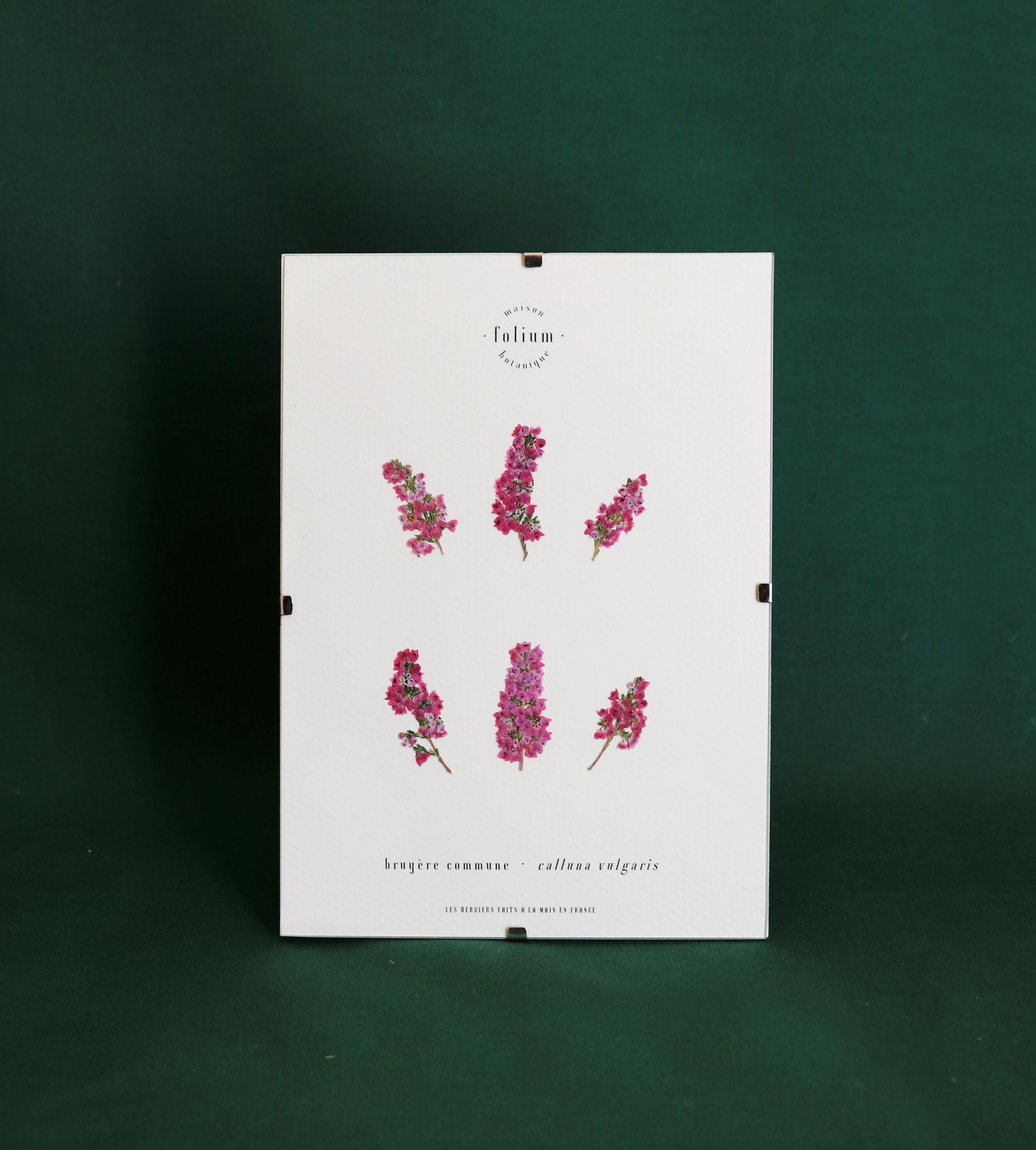 Heidekraut Herbarium - 13x18cm