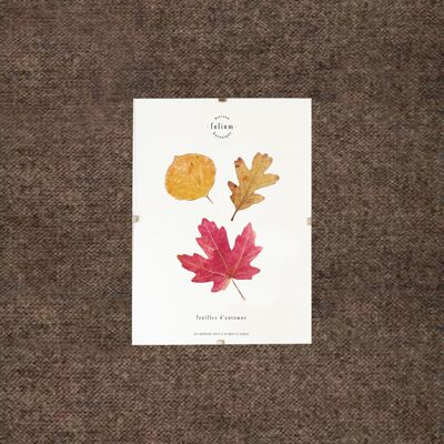Herbario de hojas de otoño - 13x18cm