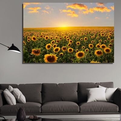 Campos de girasoles de lona al amanecer -1 Parte - M